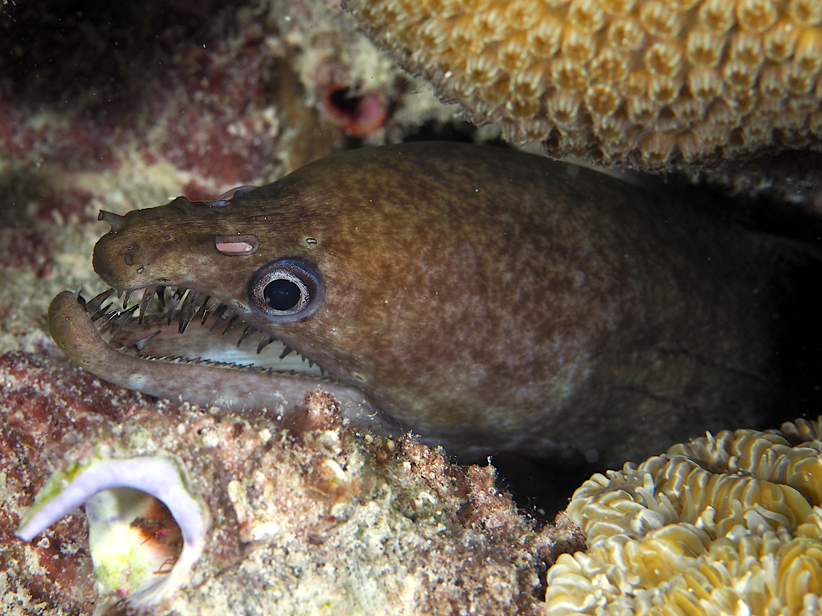 Viper Moray Eel